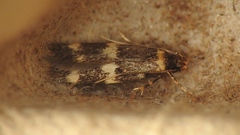 Oegoconia deauratella