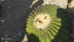 Echinocactus platyacanthus