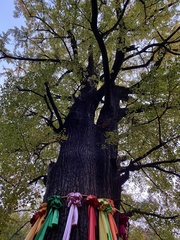 Ginkgo biloba