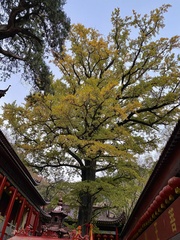 Ginkgo biloba