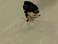 Lepidoptera