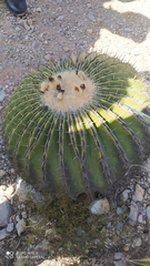 Echinocactus platyacanthus