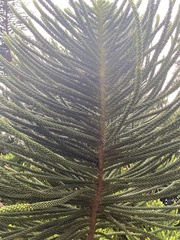 Araucaria