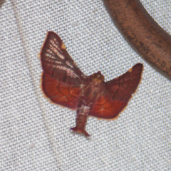 Hypsopygia