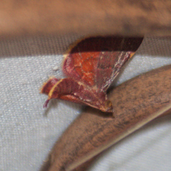 Hypsopygia