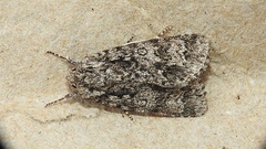 Acronicta impressa