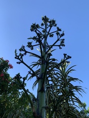 Agave desmettiana