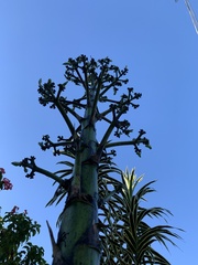 Agave desmettiana