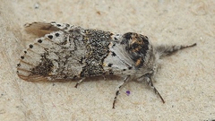 Furcula occidentalis