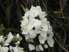 Libertia chilensis