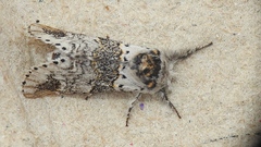 Furcula occidentalis