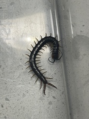 Cormocephalus westwoodi
