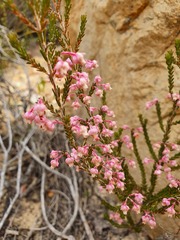 Erica selaginifolia