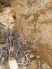 Erica selaginifolia