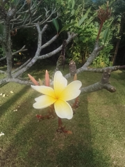 Plumeria