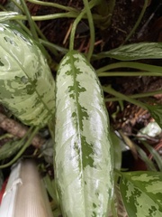 Aglaonema