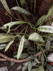 Aglaonema