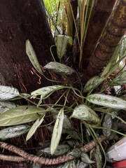 Aglaonema