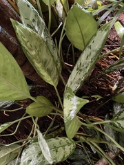 Aglaonema