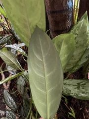 Aglaonema