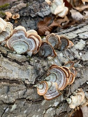 Stereum lobatum