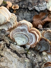 Stereum lobatum