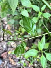 Ventilago