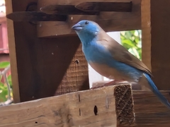 Uraeginthus angolensis