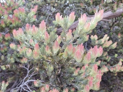 Adenanthos sericeus