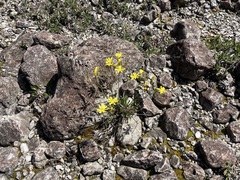 Chondrilla chondrilloides