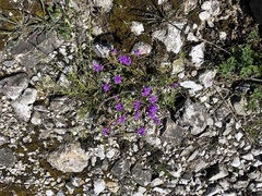 Polygala