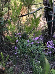 Comesperma