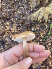 Rhodocollybia butyracea