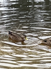 Anas platyrhynchos × fulvigula