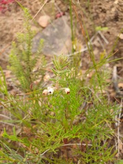 Erica perlata
