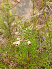 Erica perlata