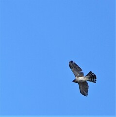 Accipiter cooperii