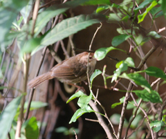Pellorneum ruficeps