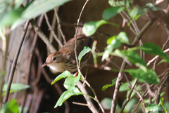 Pellorneum ruficeps