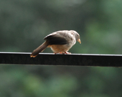 Argya striata