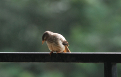 Argya striata