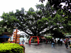 Ficus benjamina
