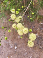 Kunzea glabrescens