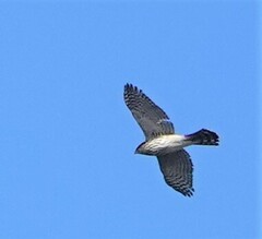 Accipiter cooperii