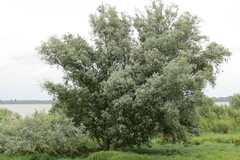 Salix alba