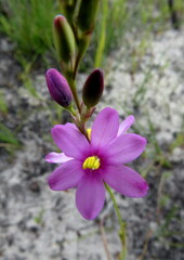 Ixia stricta