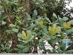 Quercus