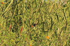 Battus polydamas polydamas