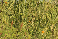 Battus polydamas polydamas