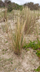 Sporobolus coarctatus